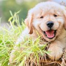 강아지 와요와요 이미지