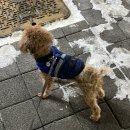 푸르미네 수제간식 이미지