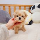 나눔펫책임분양소강아지분양 - 김포시 김포한강9로 113 | 나눔펫책임분양소강아지분양