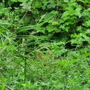 멧돼지 태양광발전소 이미지