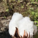 안동영가찜닭 이미지