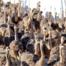 형제종축 이미지