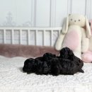 타이니켄넬 이미지