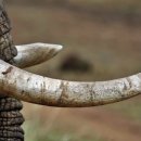 상아축산 이미지