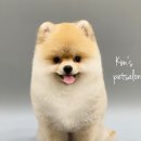 킴스펫살롱 이미지