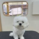 네추럴 그루밍 이미지