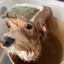 새하얗개 이미지