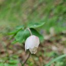 야생화길 이미지