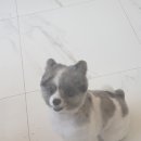 예쁘개&사랑스럽개 이미지