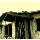 복숭아꽃 살구꽃 이미지