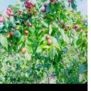 속리농원 이미지