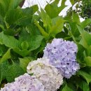 온평보건진료소 이미지