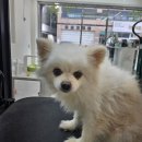 대박펫살롱 이미지