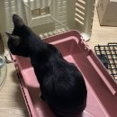 다솜펫 | 중성화 수술 하고 온 다냥이