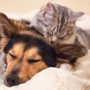 레미 동물병원 이미지