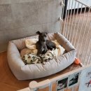 코알라당구장 | 23.04.28-29 서울 인근 가평 [ 오하브글램핑 ] 1박2일 후기