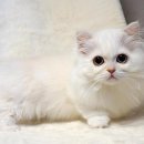 천안고양이분양 베스트캣 제나캣 천안점 이미지