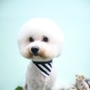 프란다스 애견 이미지