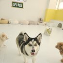 애견유치원&호텔 초댕학교 | 인천 송도신도시 강아지 유치원 호텔 초댕학교 반려견 맡길곳 추천