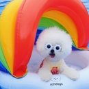 모모애견풀빌라 이미지