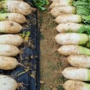 택배농장 이미지