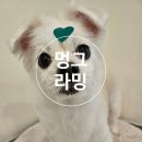 🐶 인천 서구ㅣ멍그라밍ㅣ검단 원당동 애견미용 가위컷 후기