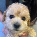 임팩코리아 주식회사 | [대구 방탈출 총정리] 대구 방탈출의 80%를 경험한 유리의 총정리 겸 후기 추천❤️‍🔥 3편