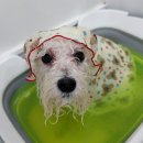 펫피파니 이미지