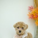 담담 그루밍 샵 이미지