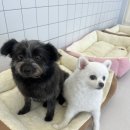 퍼피파파 이미지