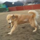 호야애견 이미지