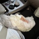 잘살개(J·DOG) | [인천] 청라노령견재활마사지 :: 잘살개 J.DOG