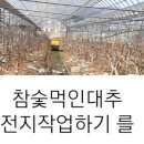 참죽나무 이미지