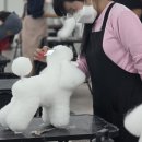 미래펫미용 이미지