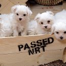 이쁜강아지 이미지