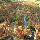 진섭농장 이미지