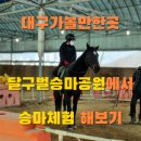 스포츠파크 씨름장 | [대구승마체험] 승마도 배우고 동물 친구들도 만날 수 있는 달구벌승마공원 | 아이들도 체험할 수 있어요!