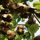 농부의 열매 이미지