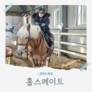 홀스메이트