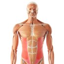 어깨통증·골프엘보·거북목·목통증? 전거근(Serratus Anterior) Trigger Point 풀기!!! 이미지