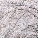 꽃반