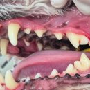 상일 쓰담쓰담 동물병원 이미지