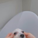 꼼꼼하개 - 양산시 버들길 12 | 꼼꼼하개