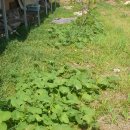 소망농장 이미지