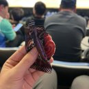 에스스포츠 | 스포츠) WKBL 신한은행 에스버드 직관 후기