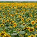 해바라기농장 이미지