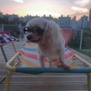 댕댕월드 이미지