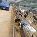 염소사랑농장 이미지