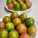 반딧불청과 이미지