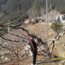 나무교육 Daum카페